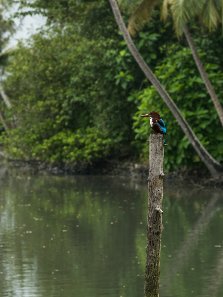 A white-throated kingfisher perched on a weathered mooring pole above still water