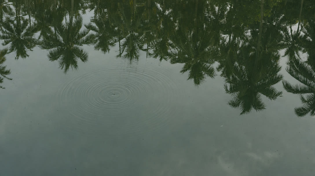 Still dark green water with one set of slow ripple rings, palms reflected along the top